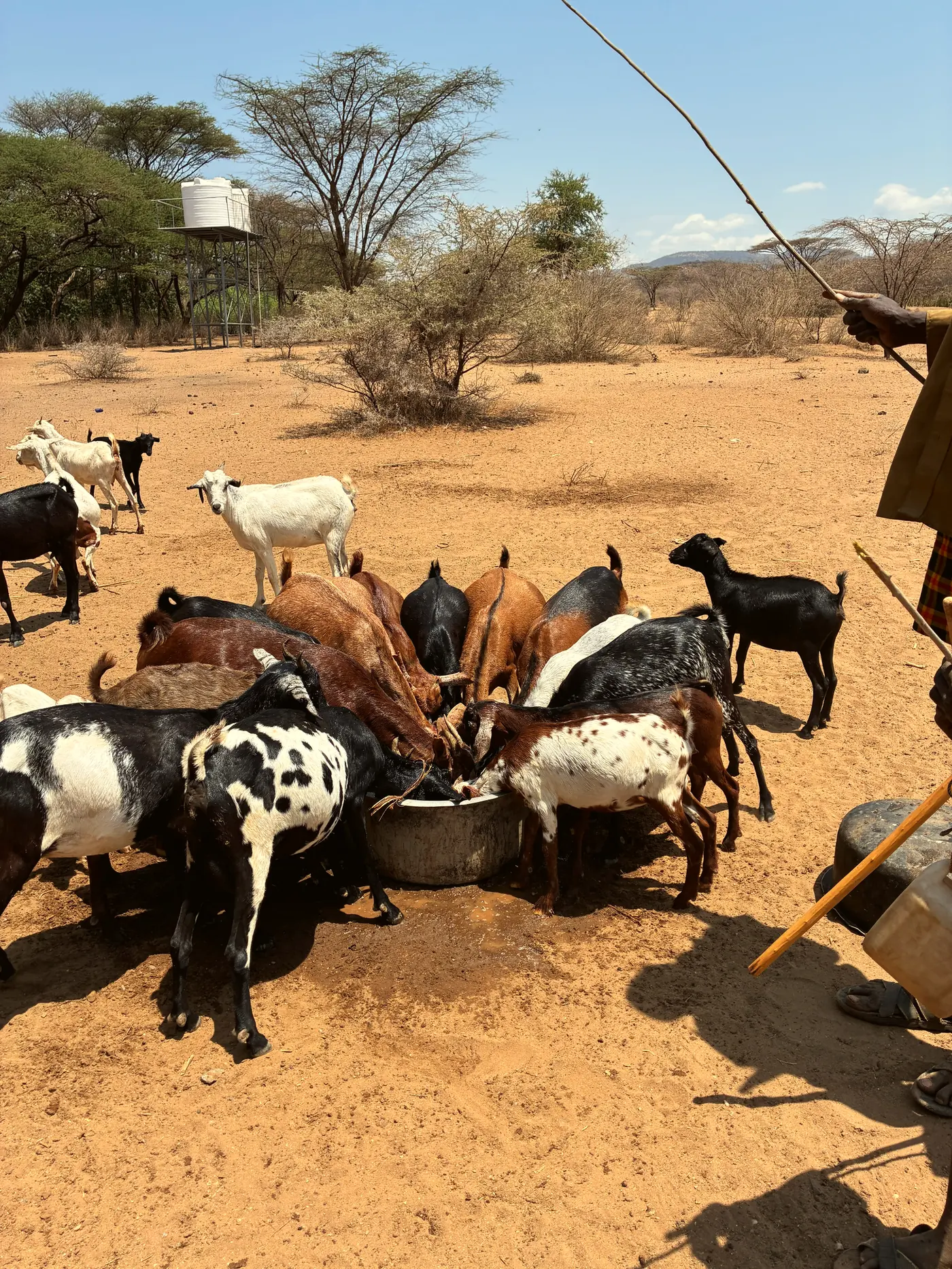 Goats drink from a shared container in the dry rangeland.